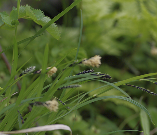 GRASSES