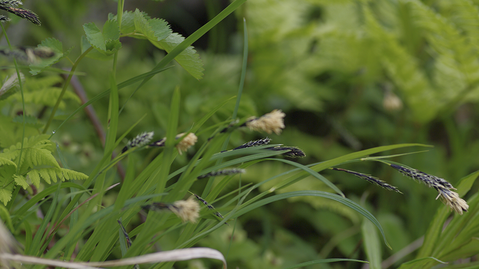 GRASSES