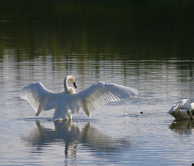 SWANS_WINGSOPEN