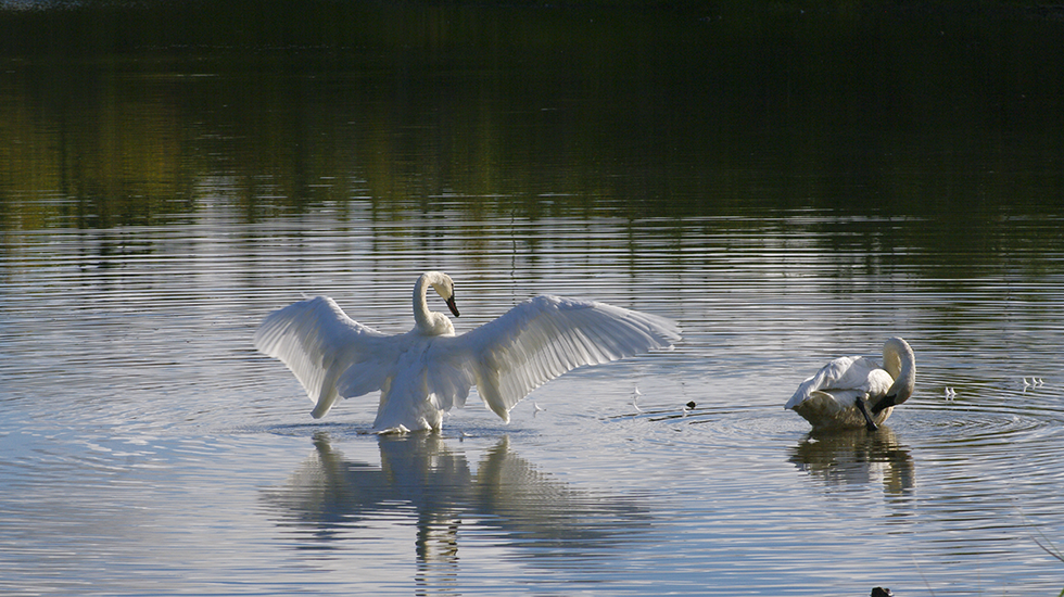 SWANS_WINGSOPEN