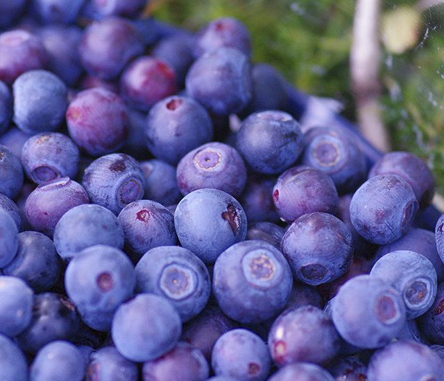 WILD_BLUEBERRIES