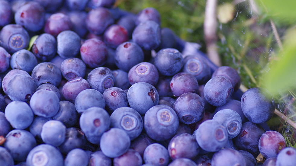 WILD_BLUEBERRIES